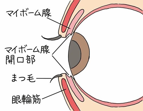 ドライアイの原因は? ドライアイ用目薬おすすめ イメージ2