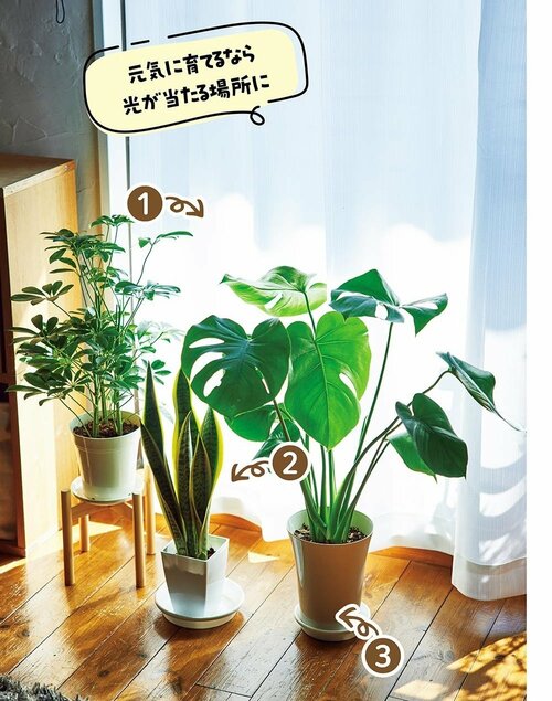 1：太陽の光にちゃんと当てる 観葉植物おすすめ イメージ