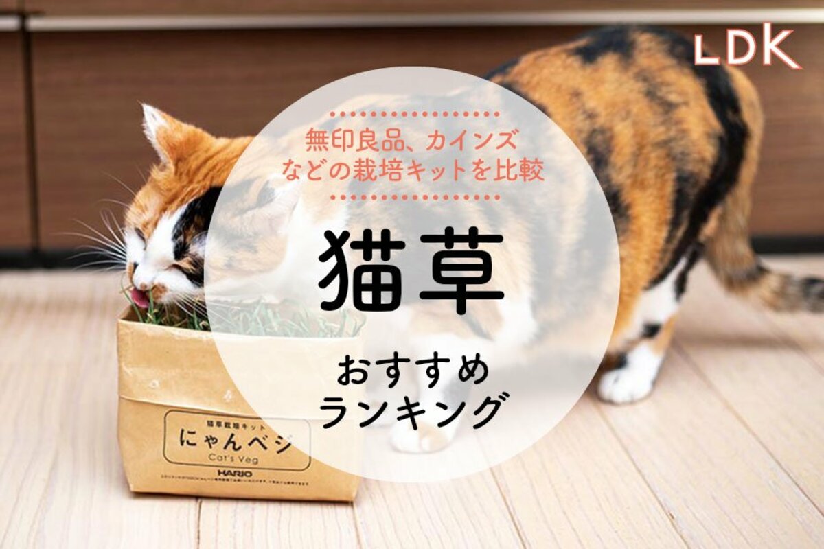 おまとめ中 ジャンピング猫 にゃんホルダーセット