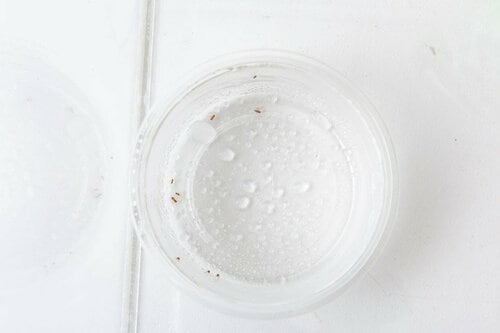 ボックス内のコバエにプッシュ！早さと倒れた数でジャッジしました コバエ対策おすすめ イメージ3