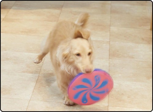 犬種を問わずくわえやすい 犬用おもちゃおすすめ イメージ