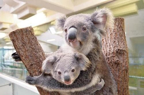 4位: コアラの親子が大人気!「鹿児島市平川動物公園」