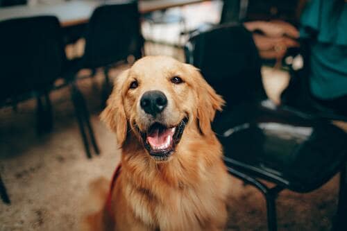 リビングにいる犬