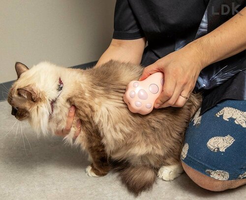 ワンプッシュでからめ取った毛を除去 猫用ミストブラシおすすめ イメージ