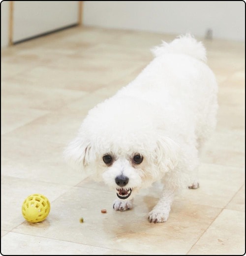 転がした瞬間におやつが出てきて知育にならない 犬用おもちゃおすすめ イメージ