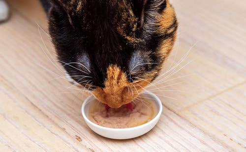 単にカロリーが低いだけじゃない! 猫用ウェットフードおすすめ イメージ
