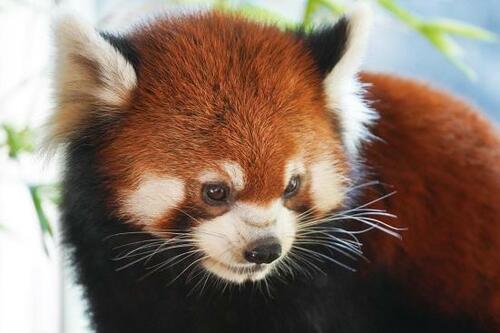 タムロン:接写性はシグマ以上!