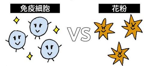 くしゃみや鼻水がツライ!そもそも花粉症ってなに?
