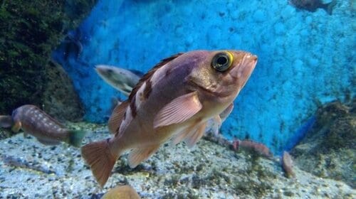 メバリングとはどこが違うの？ アジングルアーおすすめ イメージ