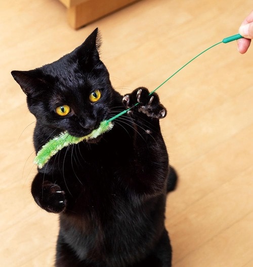 ▼テスト結果 猫用おもちゃおすすめ イメージ