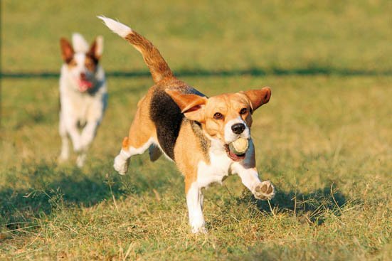 ビーグル:犬お世話:犬評価