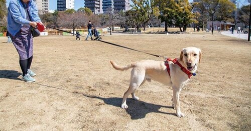 伸ばすと指に負担がかかる 犬用リードおすすめ イメージ