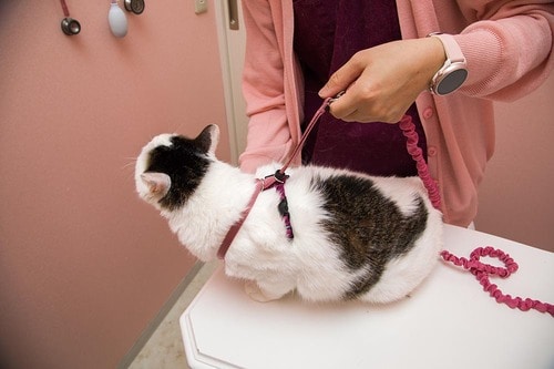 テスト2:外れにくさ 猫用ハーネスおすすめ イメージ