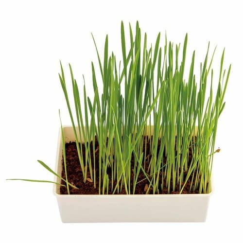 猫草おすすめ ドギーマンハヤシ キャティーマン おうちで育てる 猫の生野菜 イメージ2