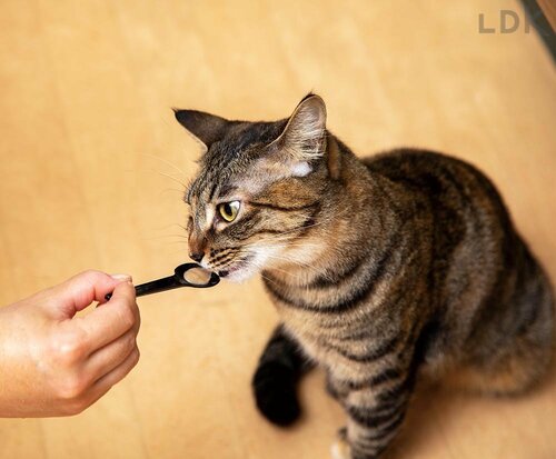 ネコを喜ばせながら歯の健康をケア 猫用歯磨き粉おすすめ イメージ