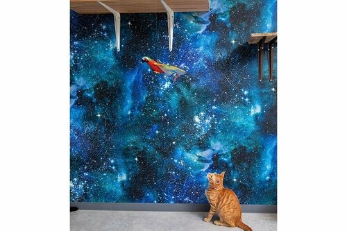 捕まえようとするどころか警戒 猫用おもちゃおすすめ イメージ