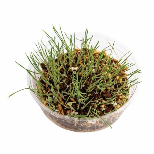 猫草おすすめ カインズ Pet’sOne 猫草栽培セット イメージ2