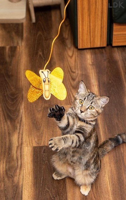 猫用おもちゃを使うメリットは? 猫じゃらしおすすめ イメージ