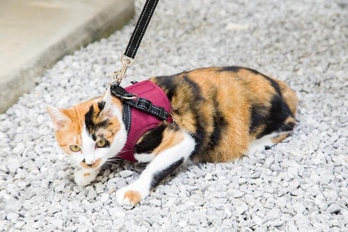 ゼフィール「iCat 猫用コンフォートハーネス」 猫用ハーネスおすすめ イメージ2