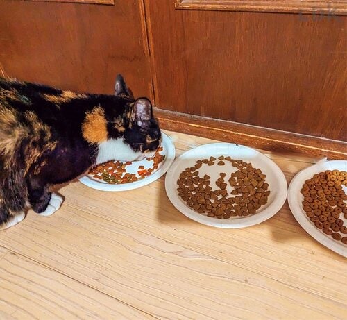 おいしさ 猫用ドライフードおすすめ イメージ2