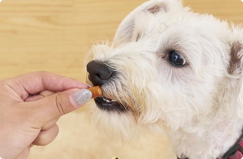嗜好性が高いから“ごほうび用”にも向いている 犬用おやつおすすめ イメージ