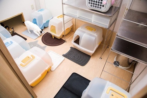 猫用トイレマット7製品を比較してベストバイを決定 イメージ