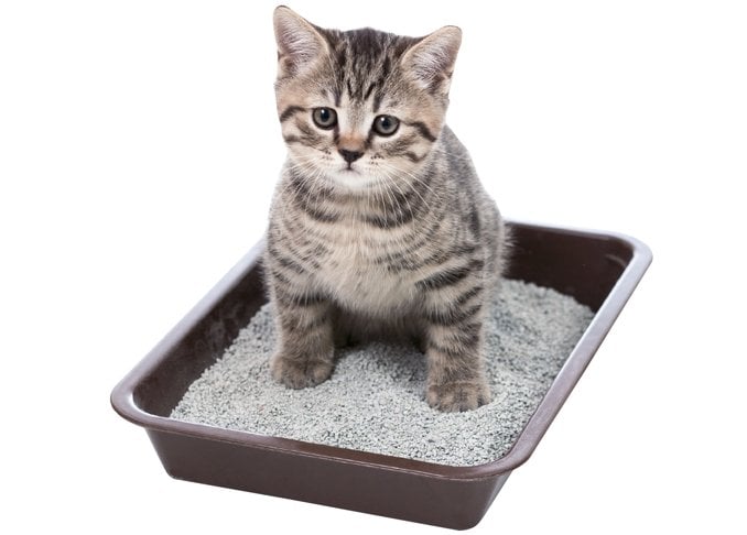 【猫のトイレ】病気の早期発見にも役立つ！知っておきたい疑問10