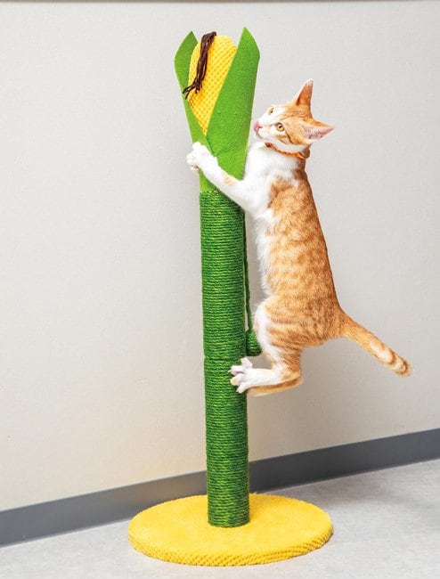 トウモロコシを収穫しているみたい 猫用爪とぎおすすめ イメージ