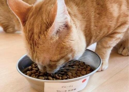 4位: 日本の猫には大評判!「ラシーネ」