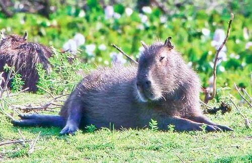 標準モード miniLEDテレビおすすめ イメージ