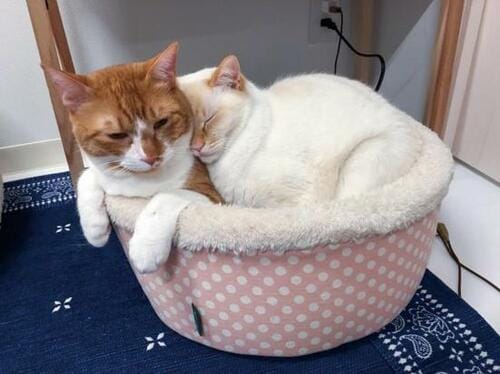 安全性や省スペース性もチェック！ キャットタワー選びのポイント5つ イメージ