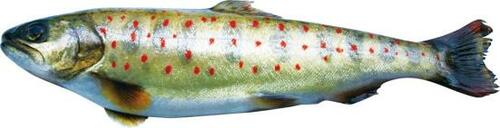 天然の渓流から管理釣り場までこんな魚が釣れる！ イメージ2