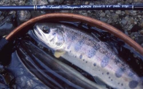 渓流ルアーフィッシングで釣れる魚は?
