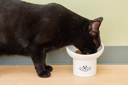 猫がスムーズに食べられる イメージ