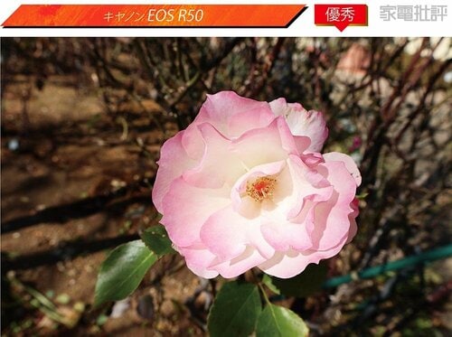 キヤノン:EOS R50 ミラーレスカメラおすすめ イメージ
