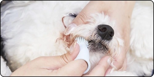 噛まれたら出血しそう! 犬用歯ブラシおすすめ イメージ