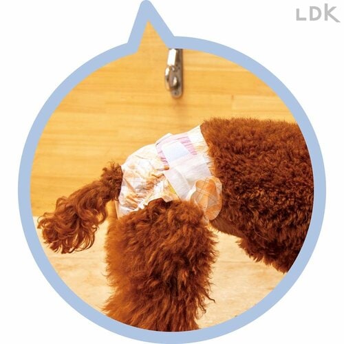 オシッコをすると色が変わる 犬用おむつおすすめ イメージ