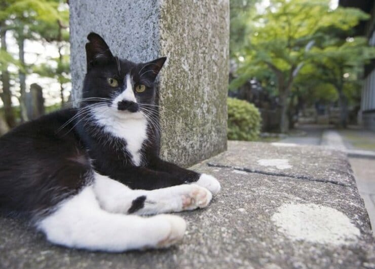 ここが違うんです！「ネコに」モテる人、モテない人