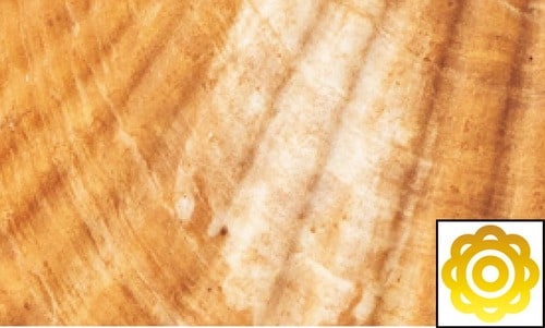 即効ホワイトニング力 ホワイトニングジェルおすすめ イメージ