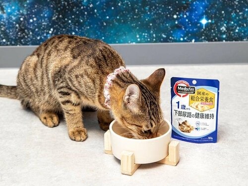 問題点がまったくない秀逸なウェットフード 猫用ウェットフードおすすめ イメージ2