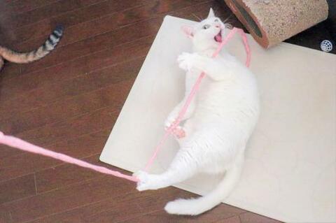 猫ウケ最強 猫じゃらしおすすめランキング16選 猫2匹と編集部が人気製品を徹底検証 360life サンロクマル