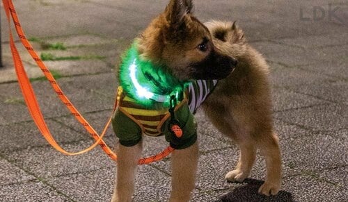 ライトセーバーみたいな光り方 犬のお散歩用ライトおすすめ イメージ