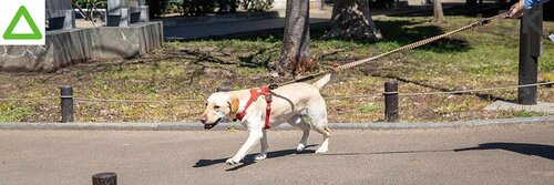 選び方3:長さで選ぶ 犬用リードおすすめ イメージ