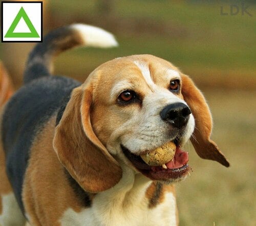 選び方1:犬の口からハミ出す製品を選ぶ 犬用おもちゃおすすめ イメージ