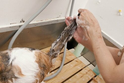 【Q5】シャンプーする時のポイントやコツはあるの？ イメージ2