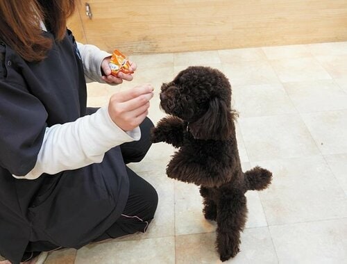 水分量が多くカロリーがかなり低い 犬用おやつおすすめ イメージ2