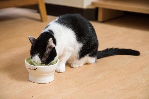 餌を食べている猫