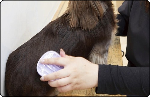ブラッシングと同時にマッサージが可能 犬用ブラシおすすめ イメージ