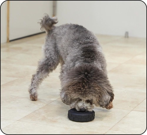 1：難易バランス 犬用おもちゃおすすめ イメージ