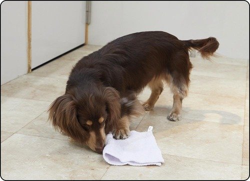 犬のしつけ用スプレー、本当に犬が嫌がるの? 犬のしつけ用スプレーおすすめ イメージ